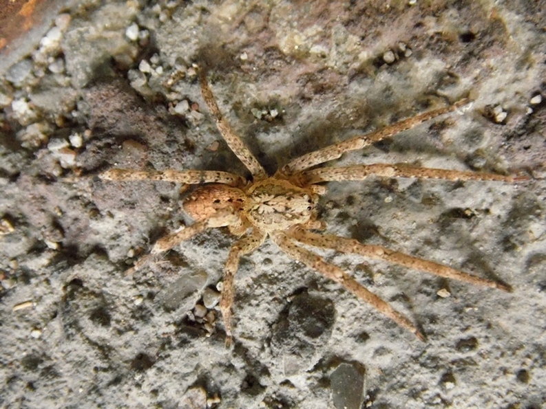 Zoropsis cf. spinimana